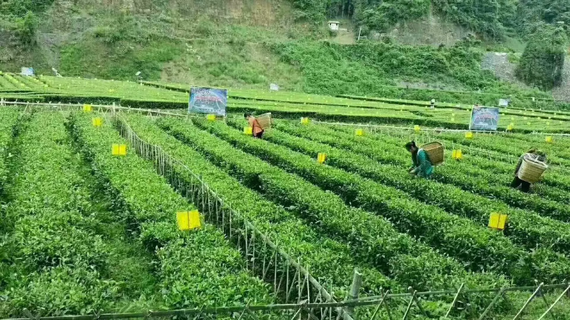 河北恩施富硒茶