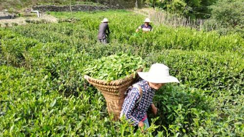 紫阳富硒茶小包