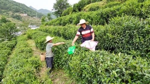 紫阳富硒茶小包