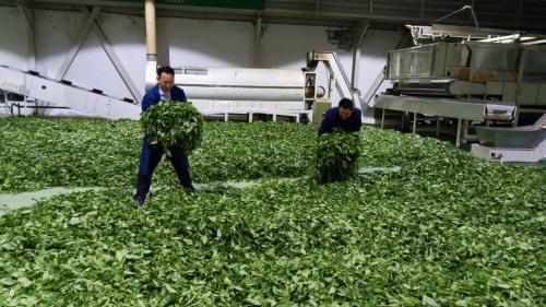 紫阳富硒茶小包