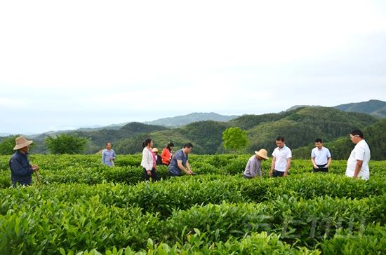 湖南有机富硒茶