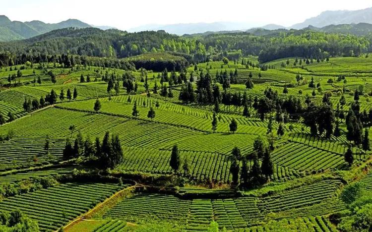 风冈富硒富锌茶