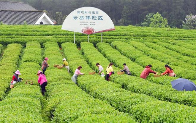 风冈富硒富锌茶