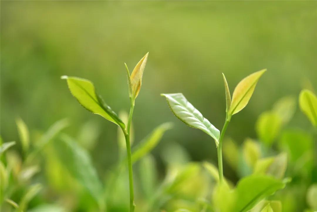 风冈富硒富锌茶