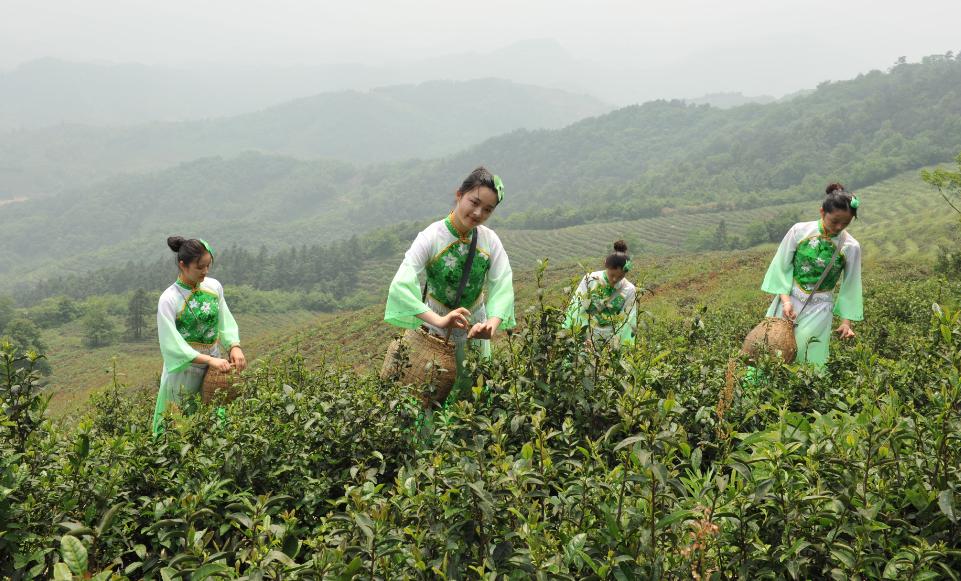 岳西富硒茶价格