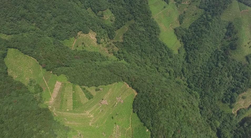 岳西富硒茶价格