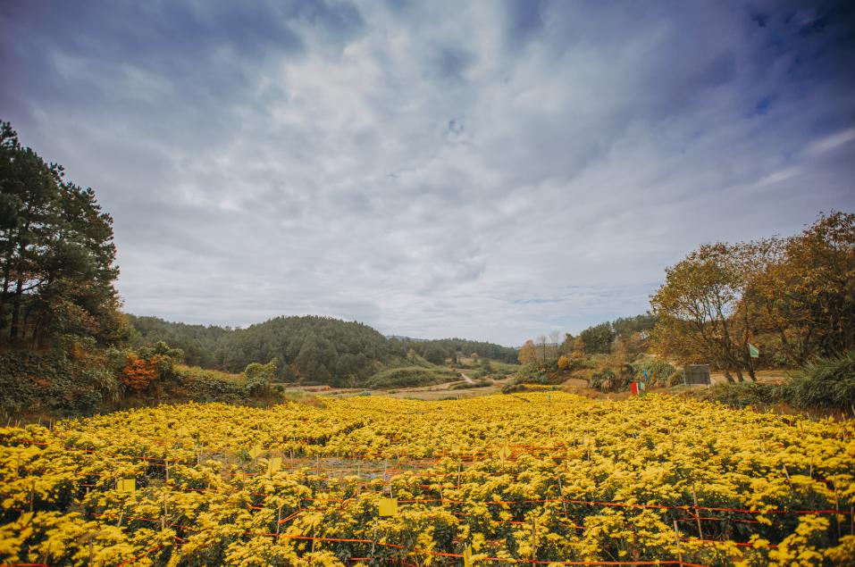 岳西富硒茶价格