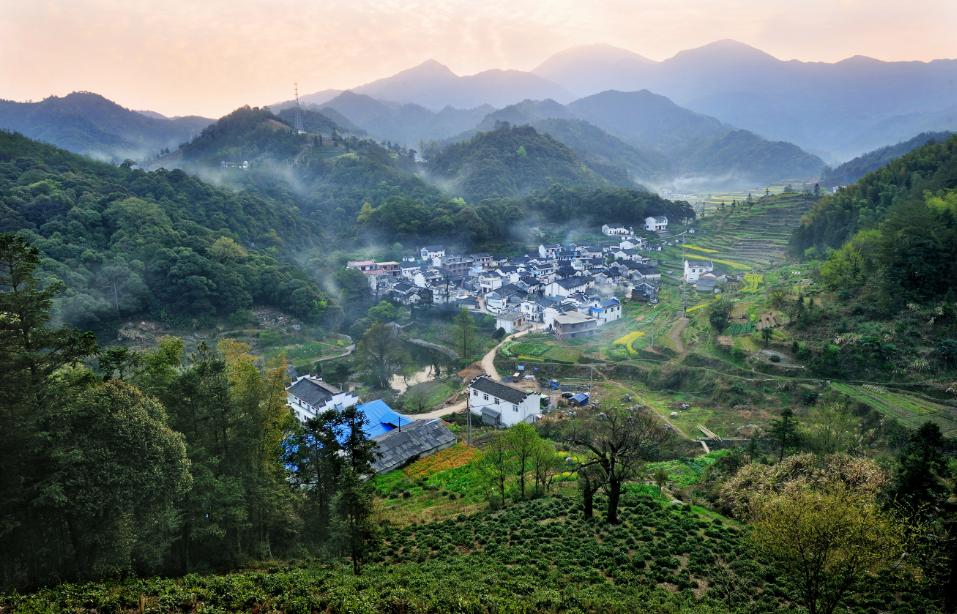 岳西富硒茶价格