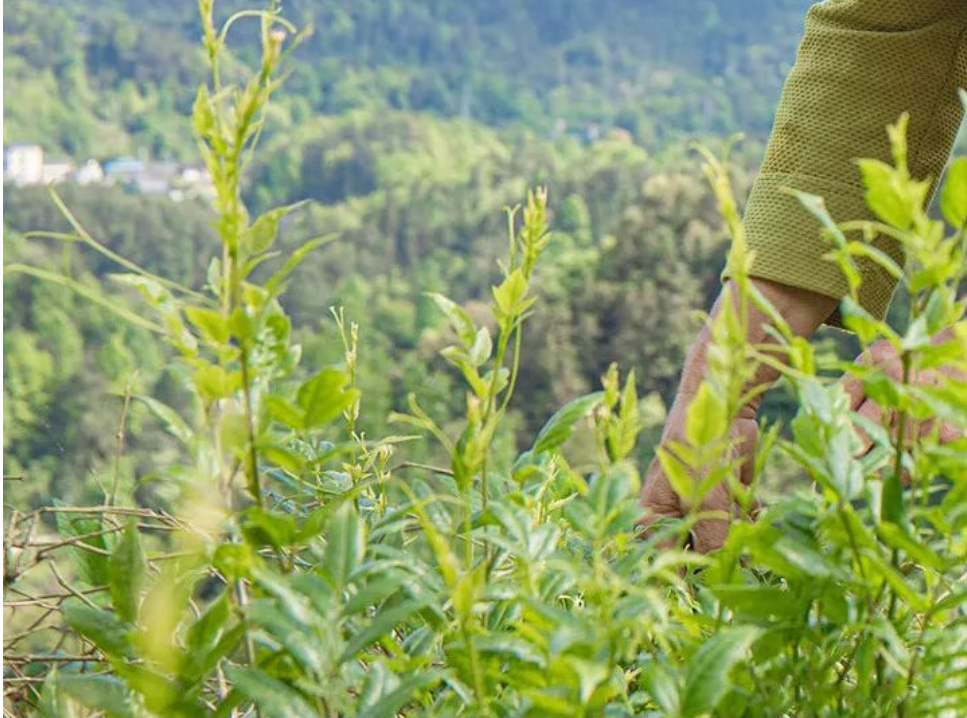 藤茶是富硒茶吗