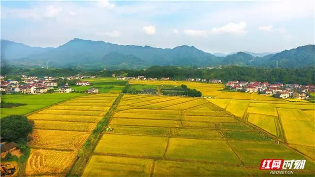 茶坤缘富硒黑茶