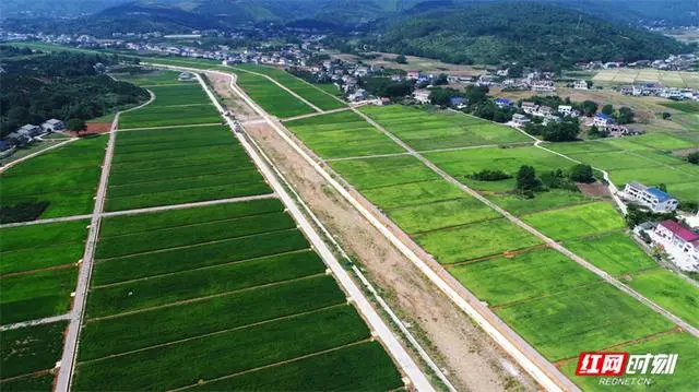 茶坤缘富硒黑茶