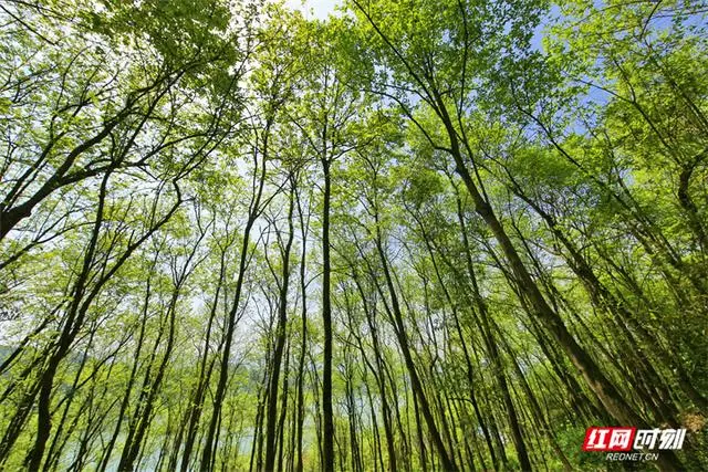 茶坤缘富硒黑茶