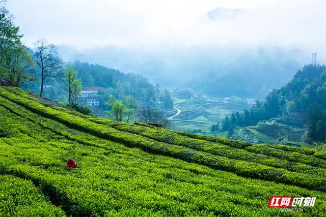 茶坤缘富硒黑茶