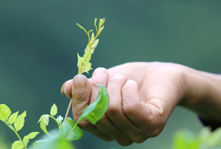 富硒藤茶是莓茶