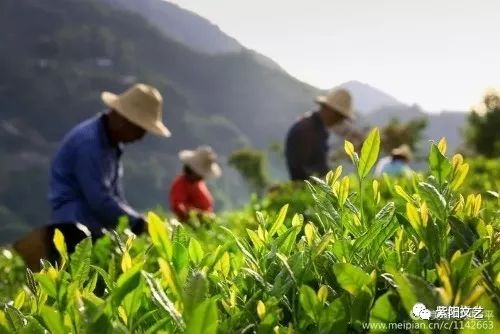 紫阳富硒茶翠锋