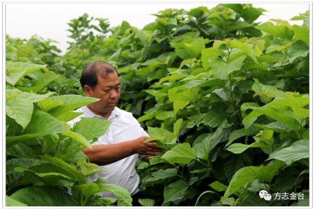 隆贞富硒桑叶茶