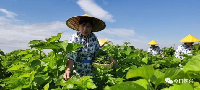 隆贞富硒桑叶茶