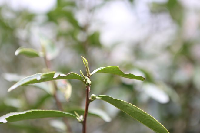 云坑富硒野生茶