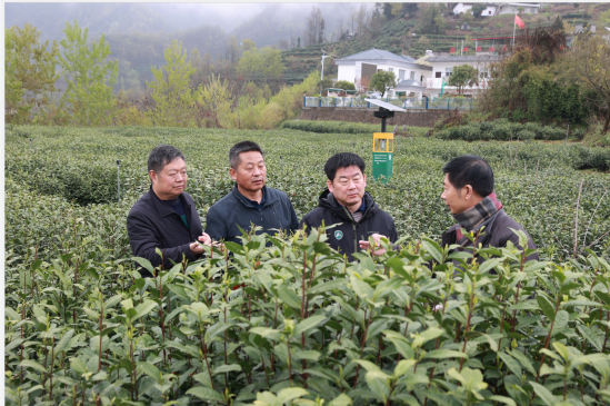 紫阳富硒茶翠锋