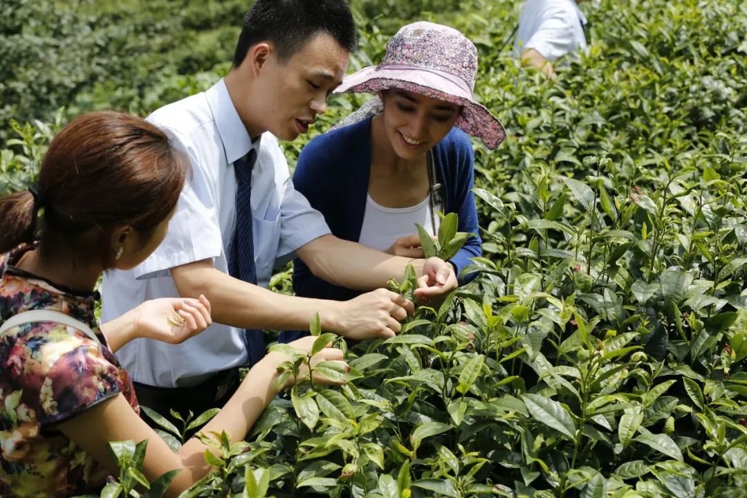 紫阳富硒茶翠锋