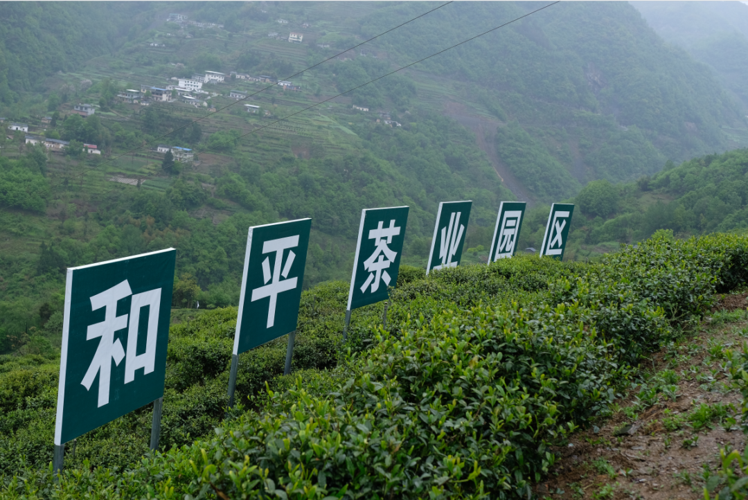 紫阳富硒茶翠锋