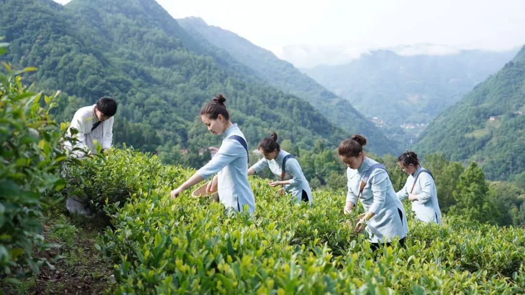 紫阳富硒茶翠锋