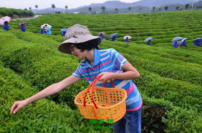 富硒毛坝茶价格