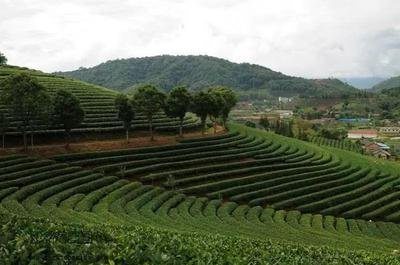 平西王府普洱茶官网：茶马古道茶砖与茶业介绍