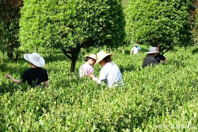 平利友缘富硒茶