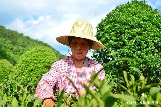 平利友缘富硒茶