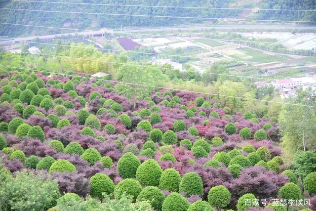 平利友缘富硒茶