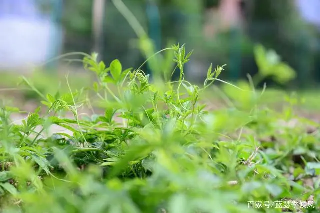 平利友缘富硒茶