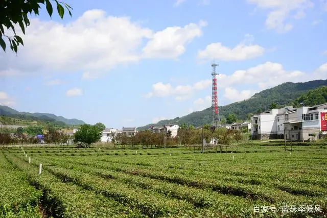 平利友缘富硒茶