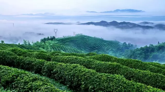 含富硒茶喝多了