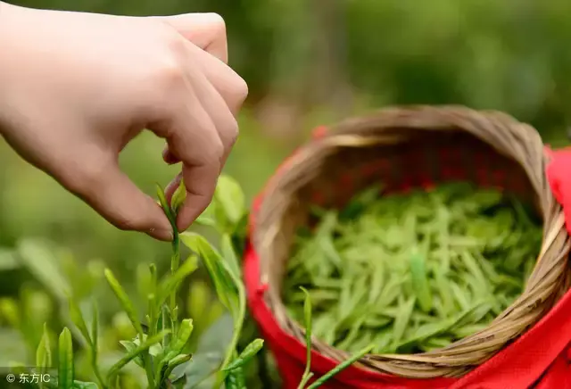 含富硒茶喝多了