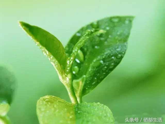 含富硒茶喝多了