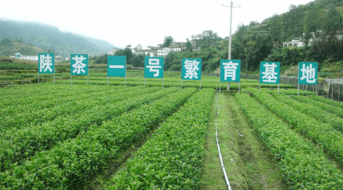 陳默安康富硒茶