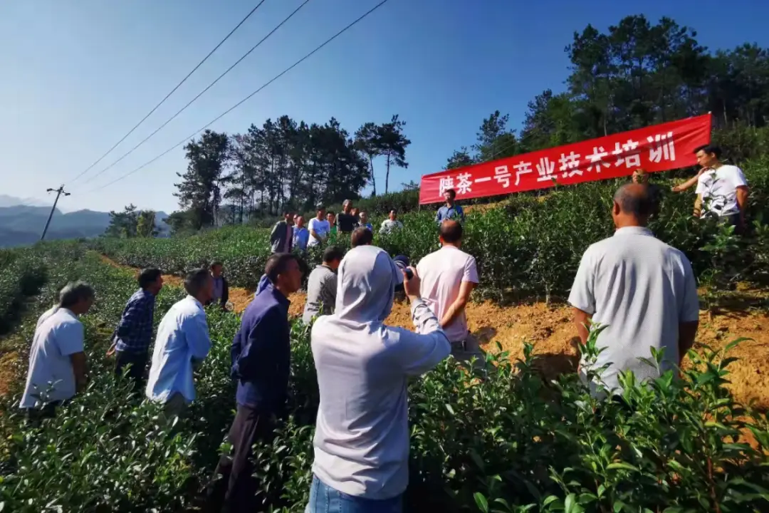 陳默安康富硒茶