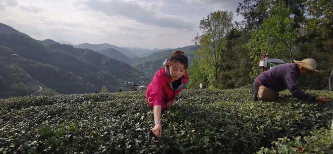 紫阳富硒茶茗安