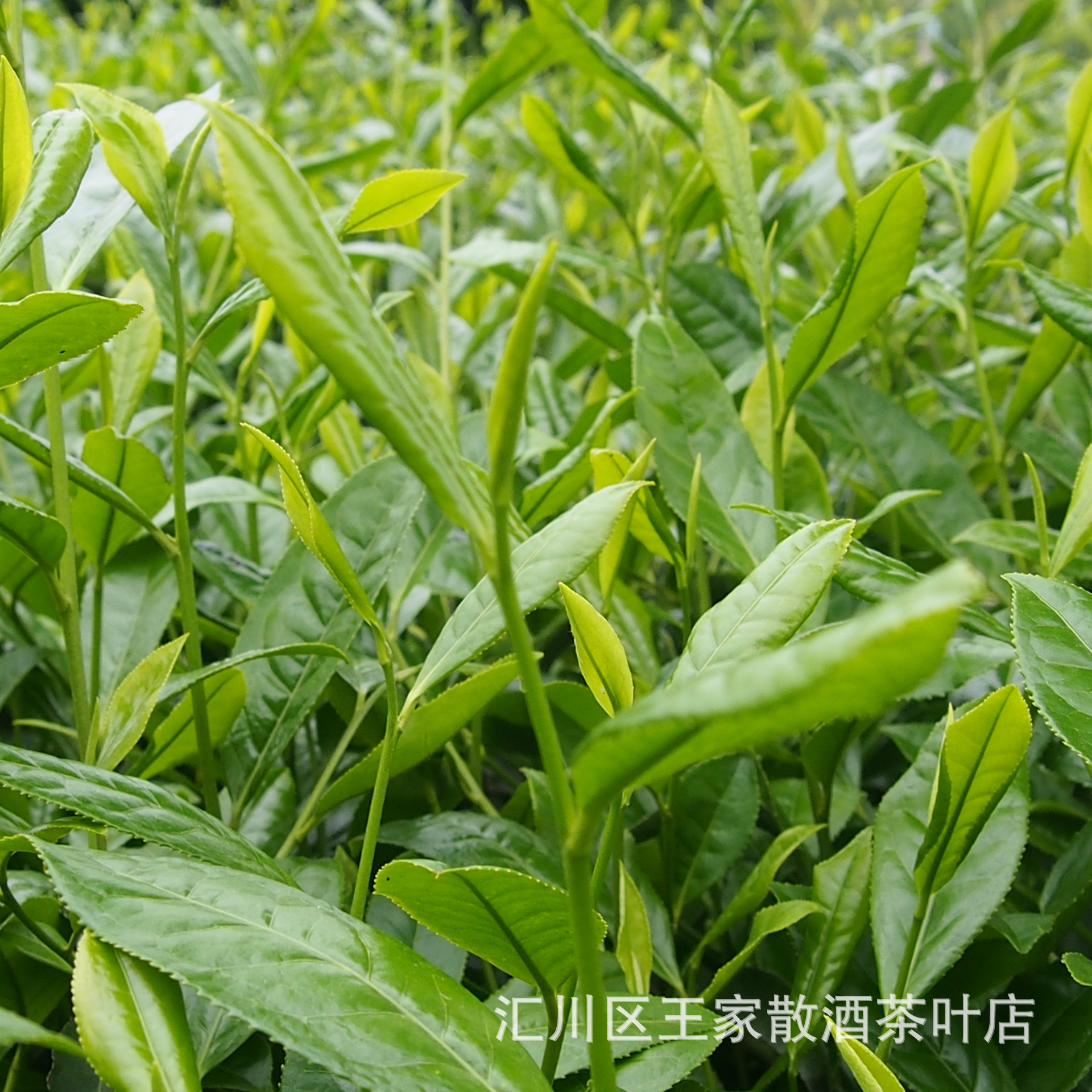 贵州道真富硒茶