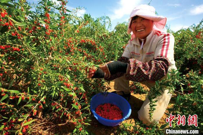 富硒奇兰茶价格