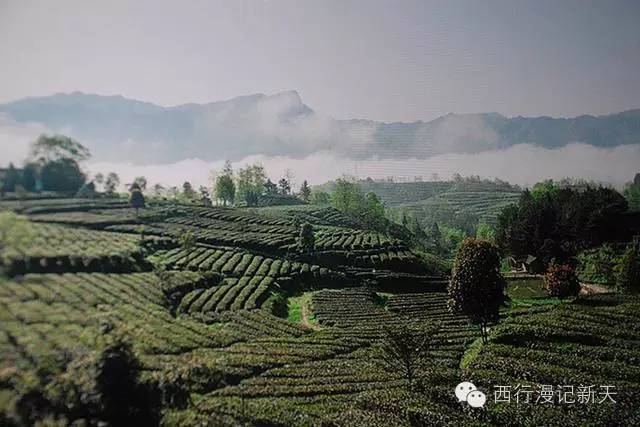 陕西焕古富硒茶