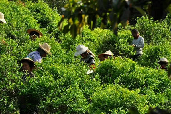 富硒茶关键技术