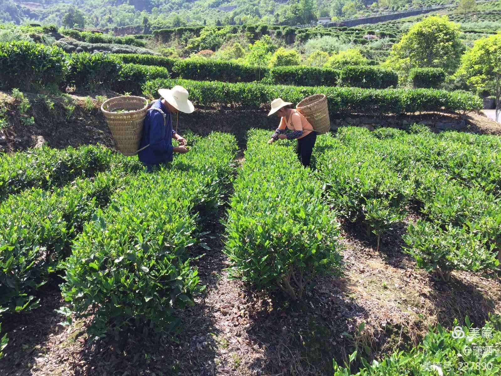 富硒茶关键技术