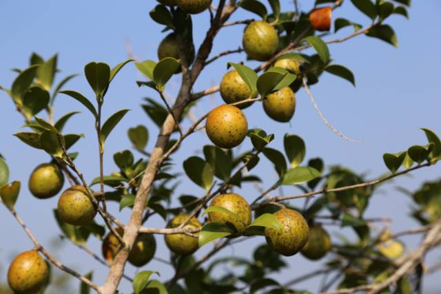 茶籽富硒养生油