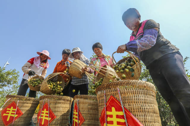 茶籽富硒养生油