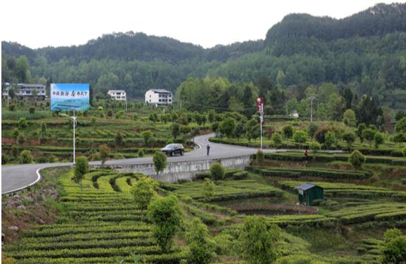 仙寓富硒茶香茗