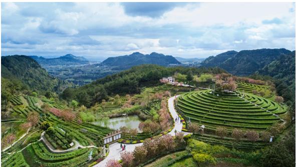 仙寓富硒茶香茗