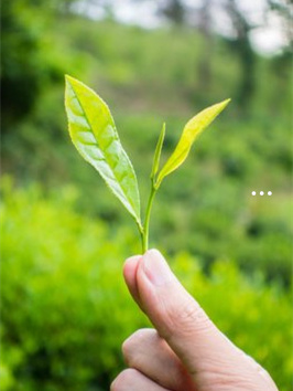 山西富硒普洱茶价格