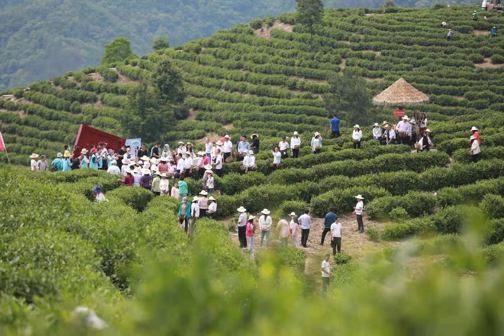 陕西京康富硒茶